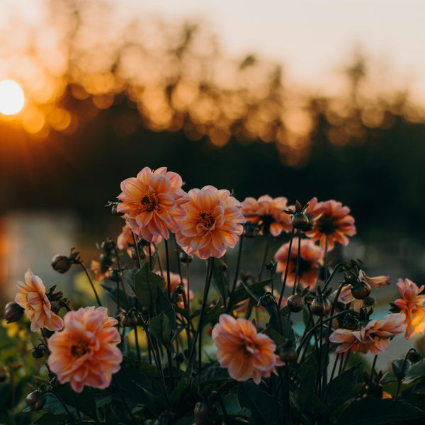 Flower Essence Reading