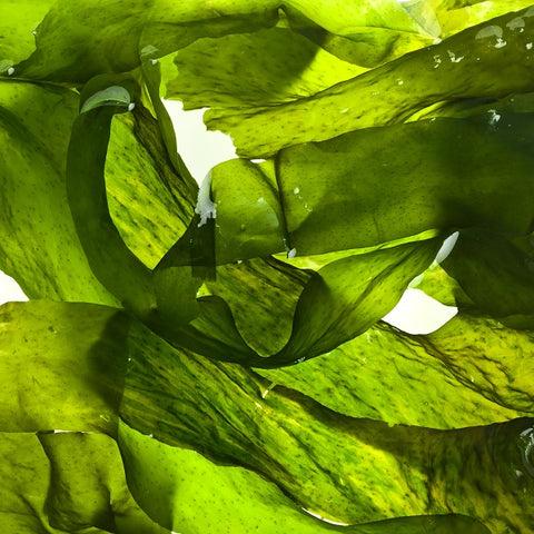 Seaweed Combo